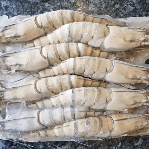 Prawn BlackTiger 8/12 800gr